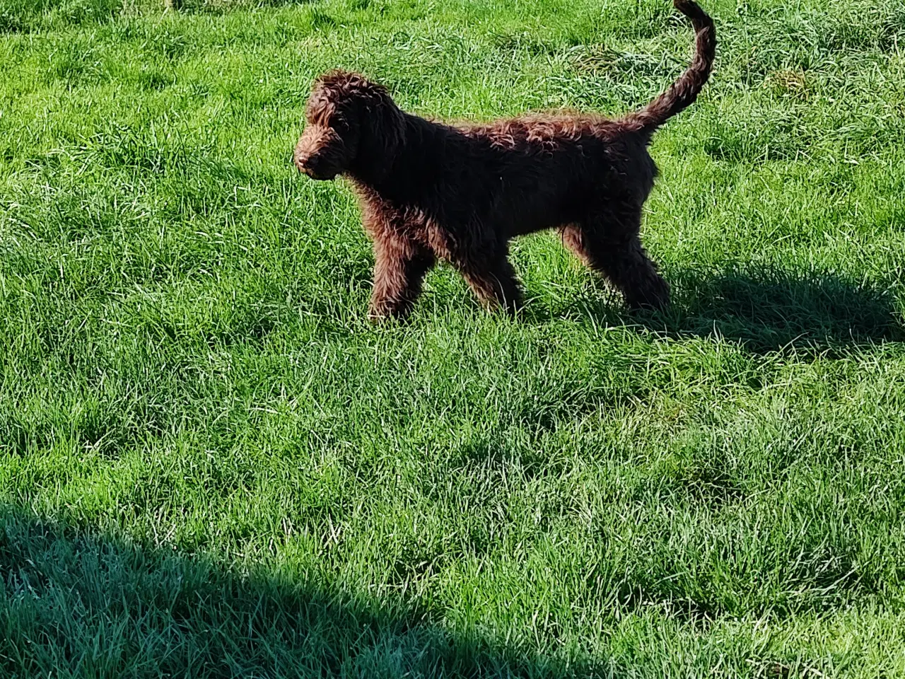 Billede 4 - Puddel/Flatcoated Retriever 