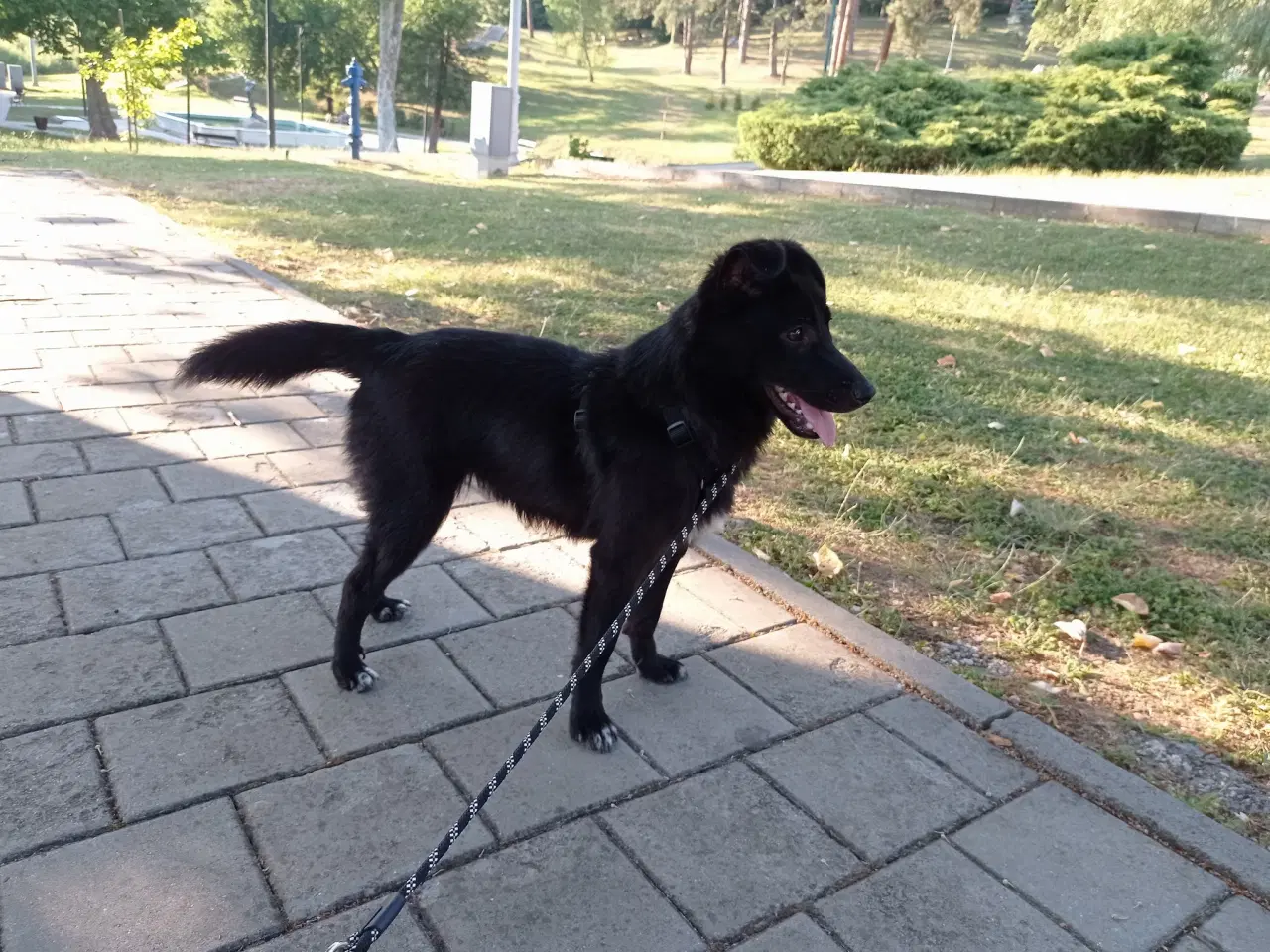 Billede 3 - Negra - 7 kg - 1,5 år