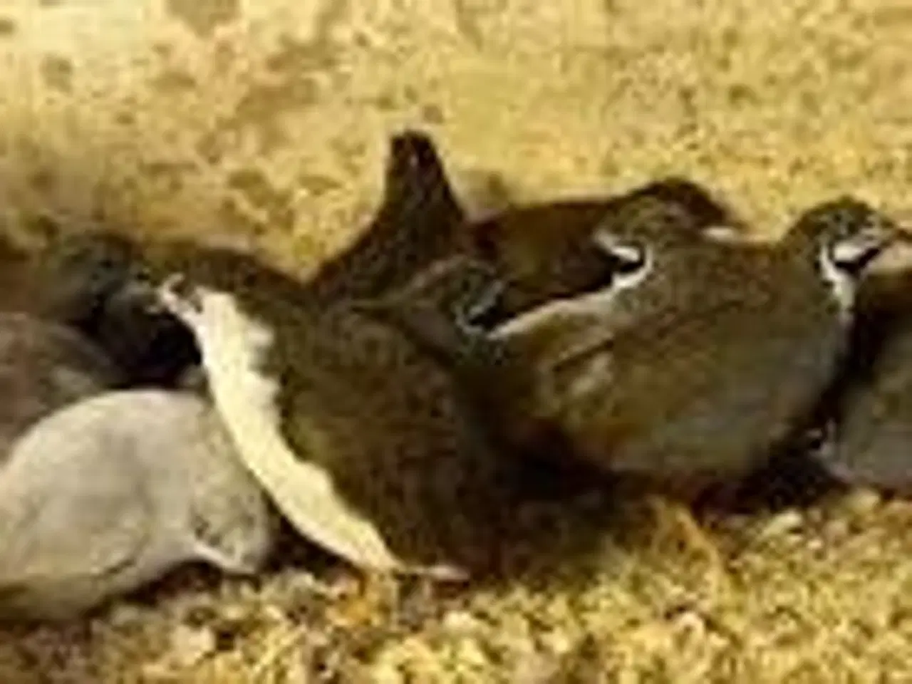 Billede 4 - Købes Finker