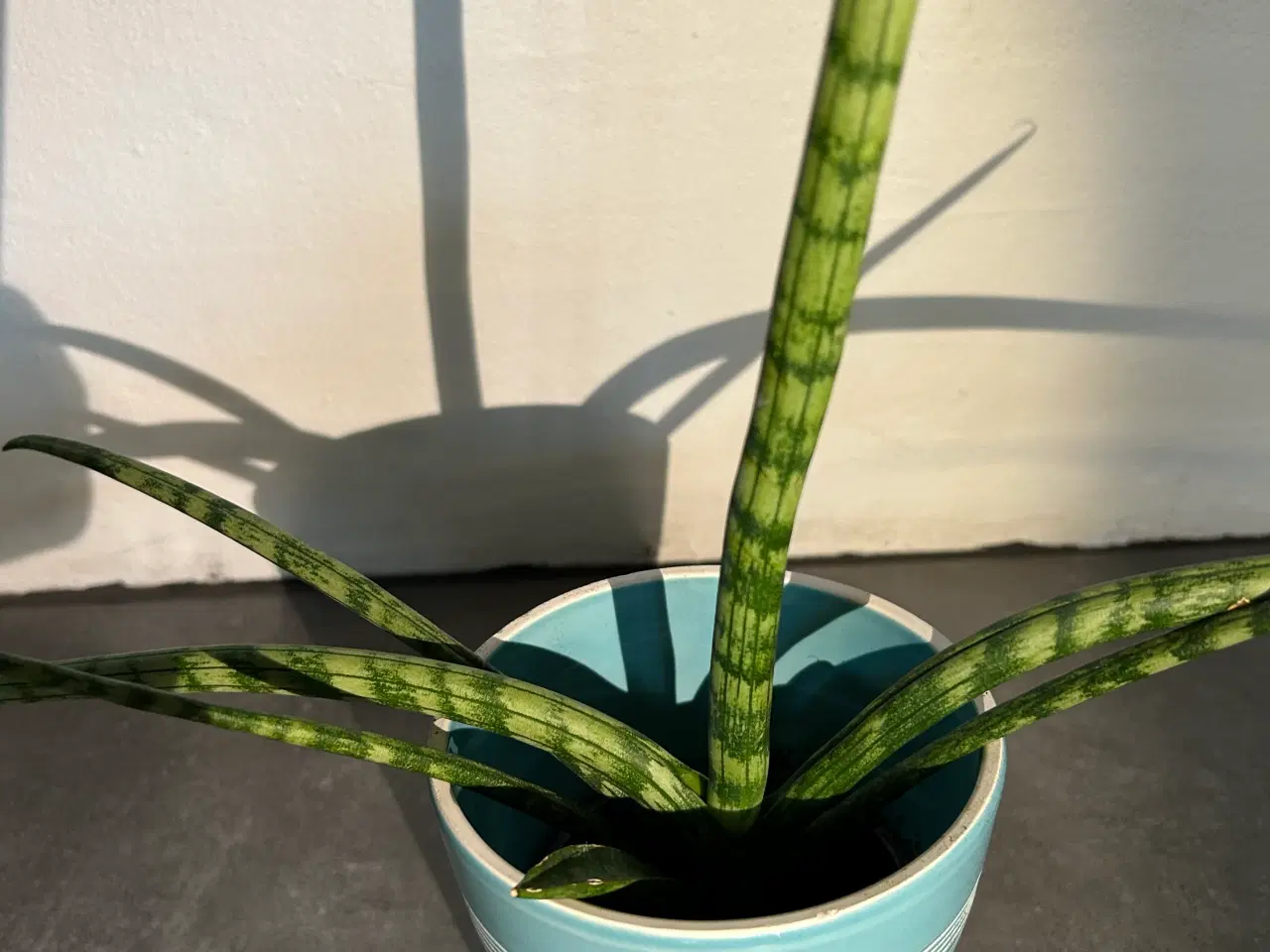 Billede 4 - Stueplanter i ens skjulere