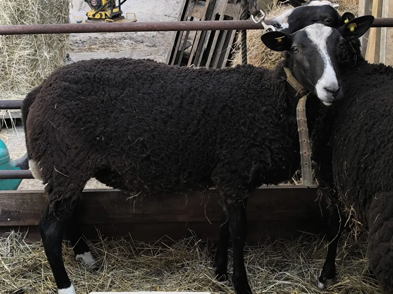 Billede 1 - Zwartbles vædder til avl