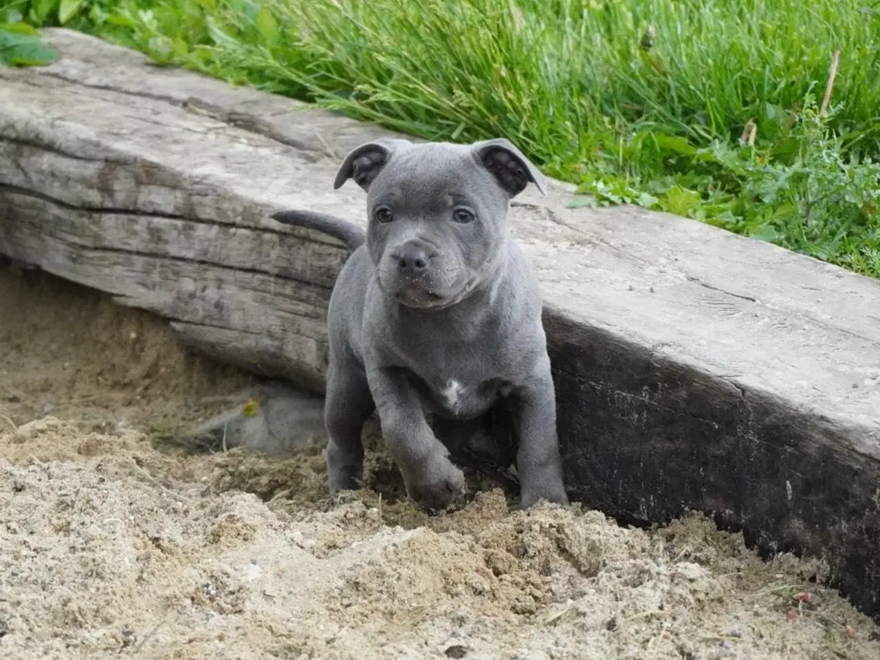Billede 6 - Engelsk staffordshire bullterrier