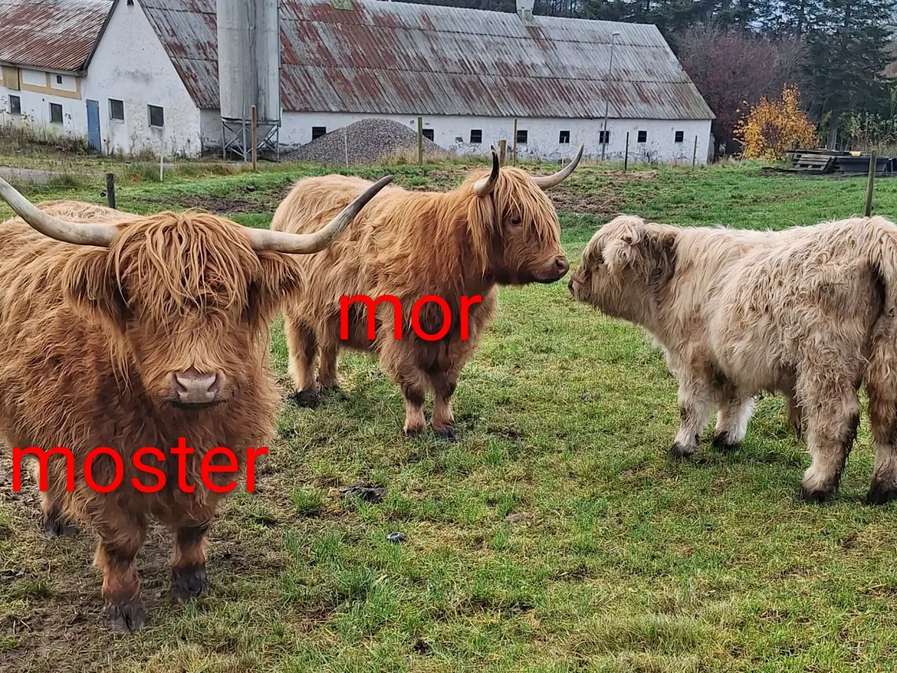 Billede 4 - Skotsk højlandskvæg tyrkalv