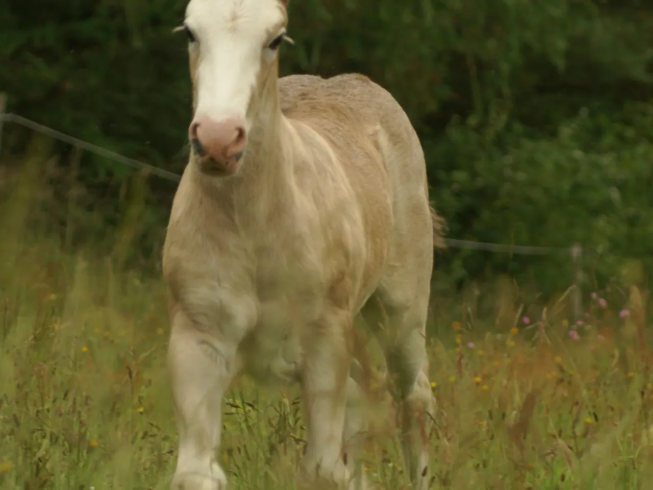 Billede 2 - Irish Cob hoppeføl