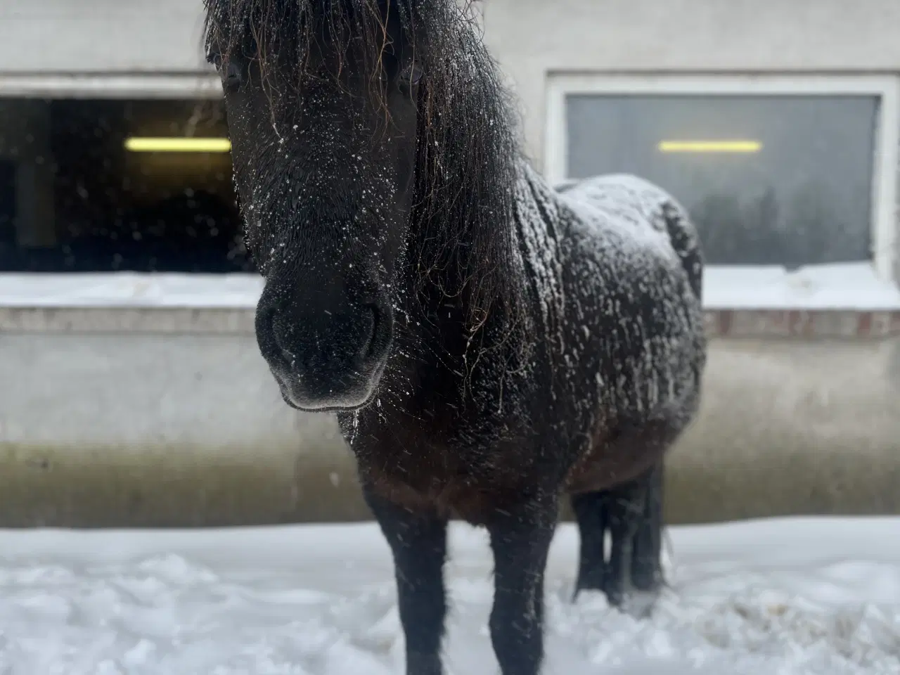 Billede 1 - Tilredet og ifolet hoppe