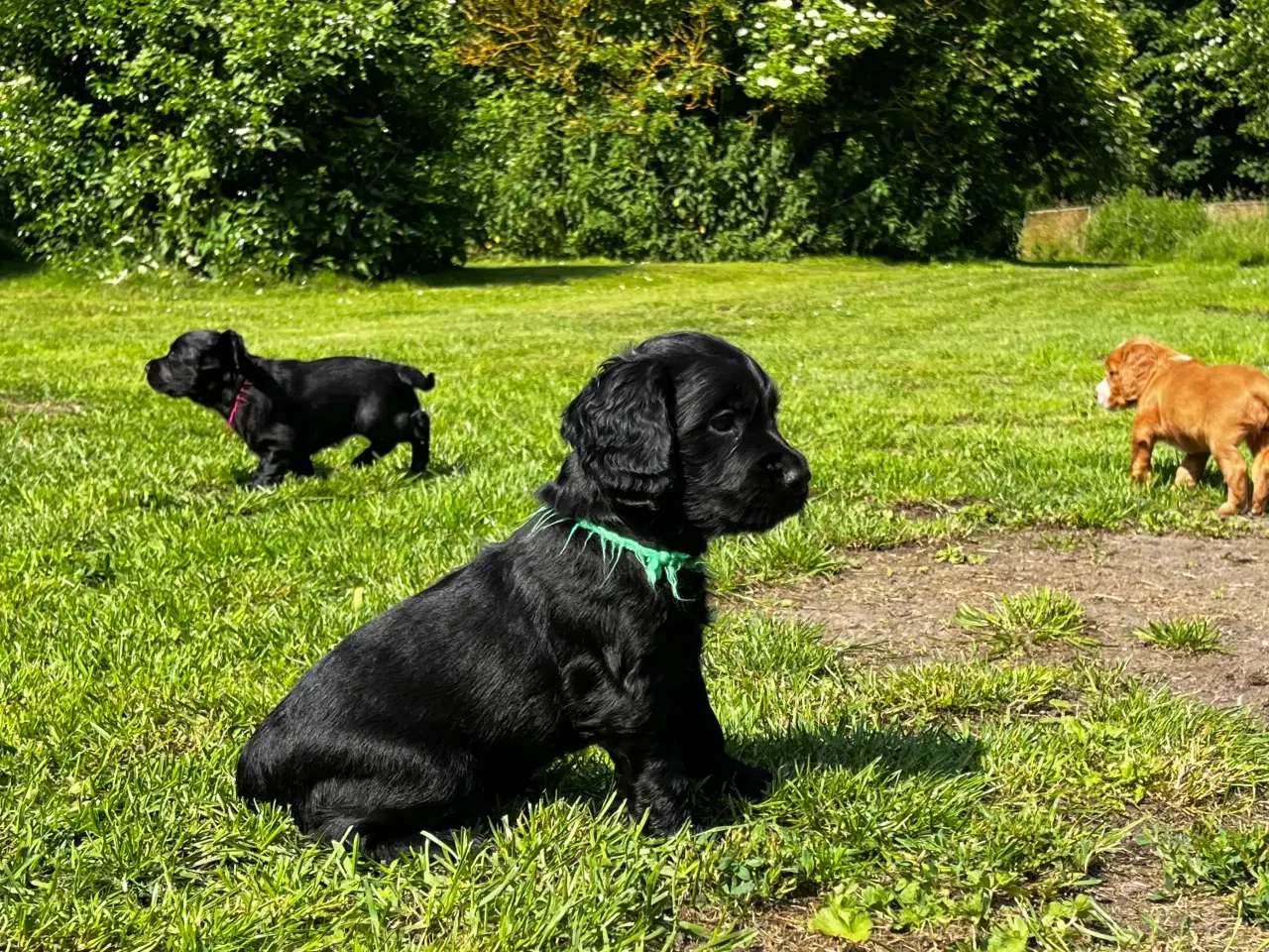 Billede 10 - FT Cocker Spaniel hvalpe