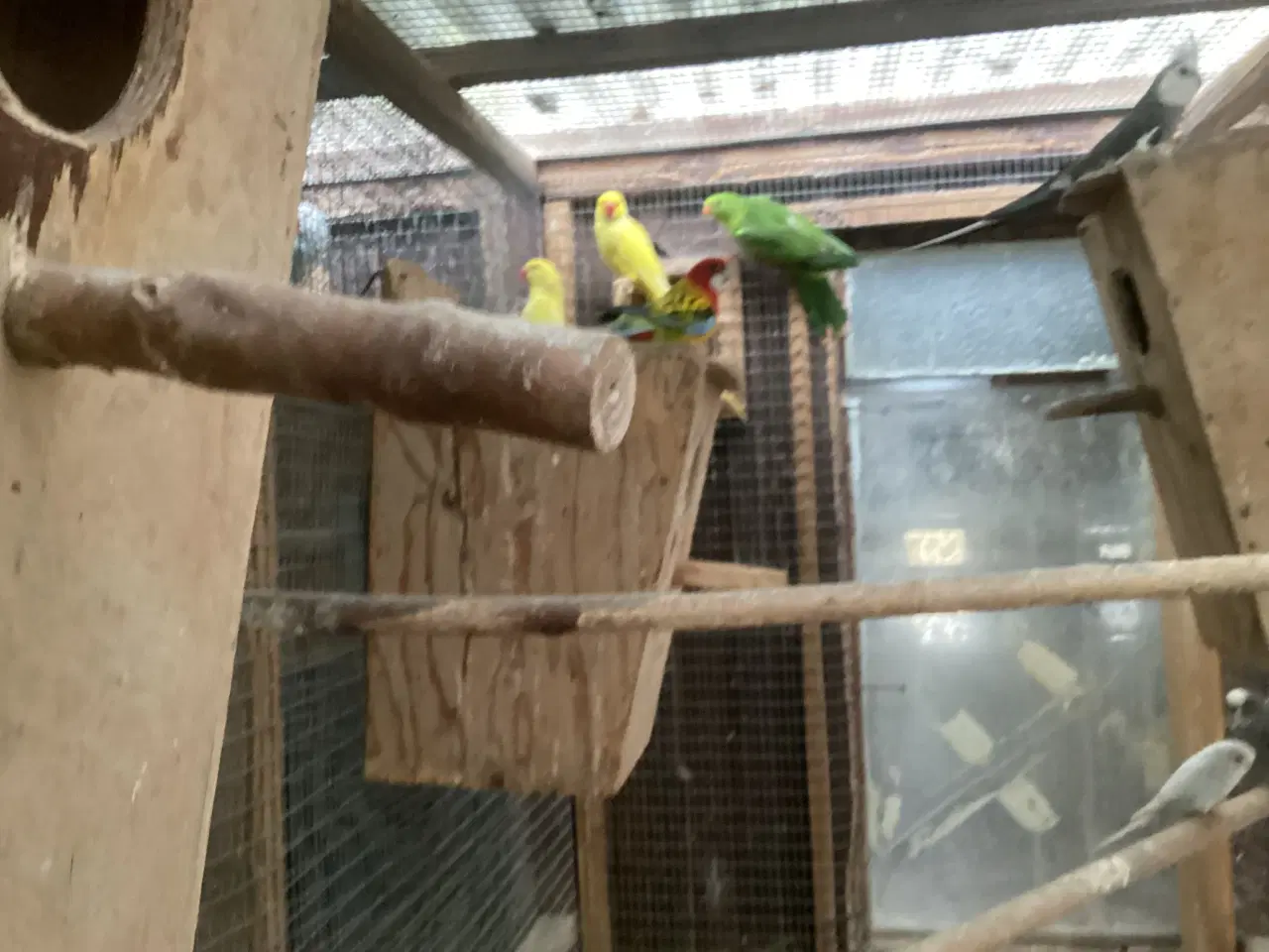 Billede 1 - Aleksander unger fra i år 