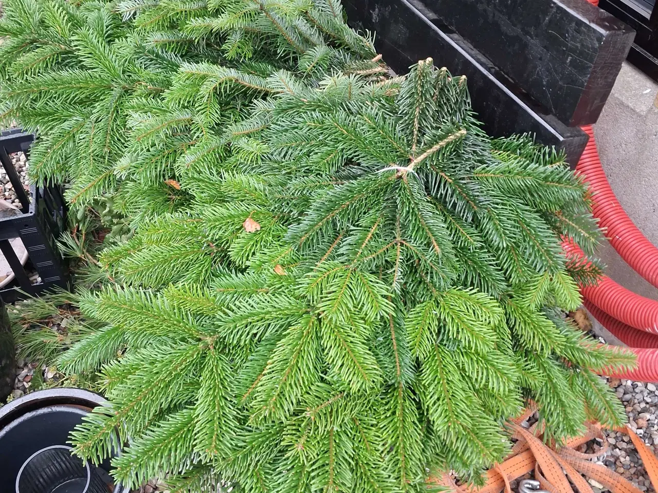 Billede 1 - Super  fine bunkte  gran sælges  kertevej 6 5560 