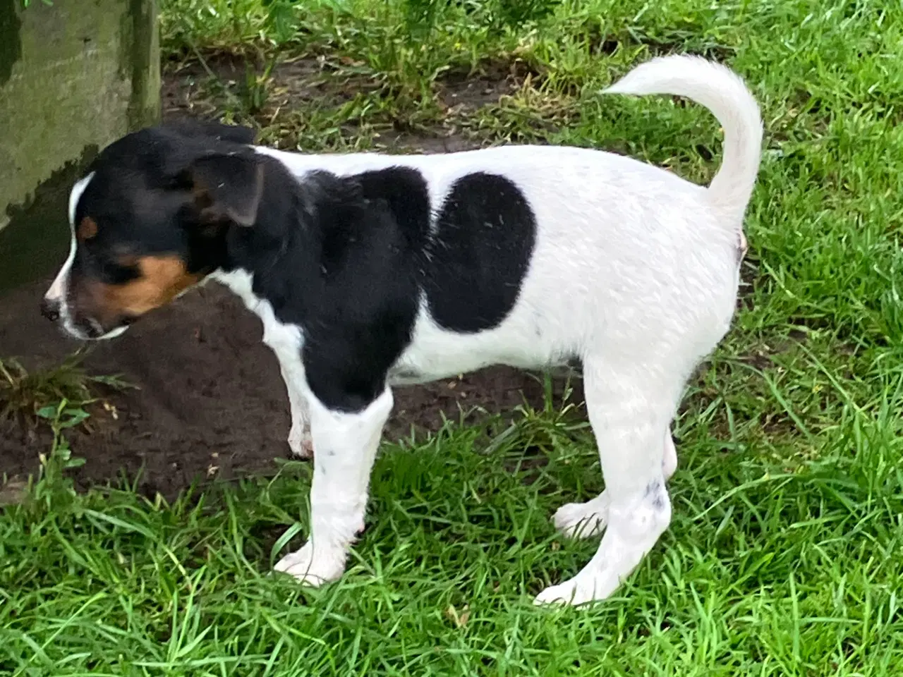 Billede 2 - Dansk Svensk Gårdhund
