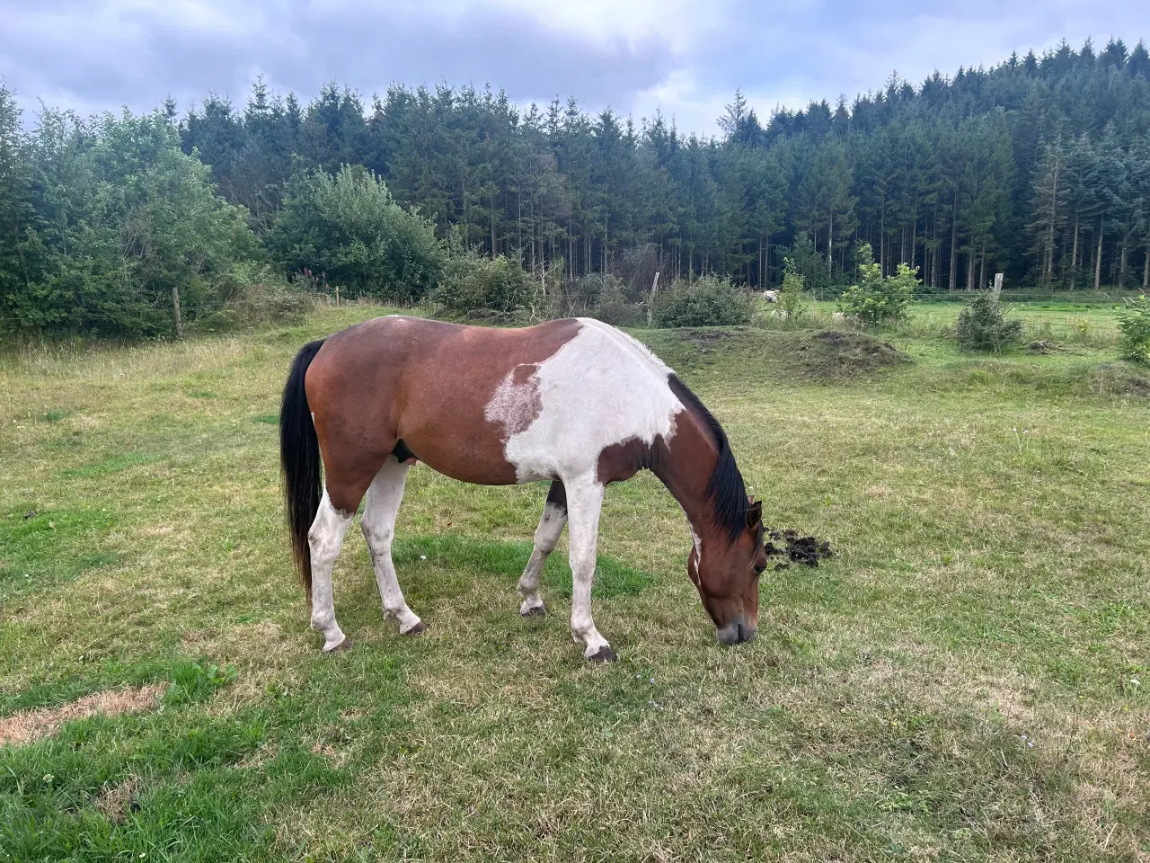 Billede 1 - Pinto hingst