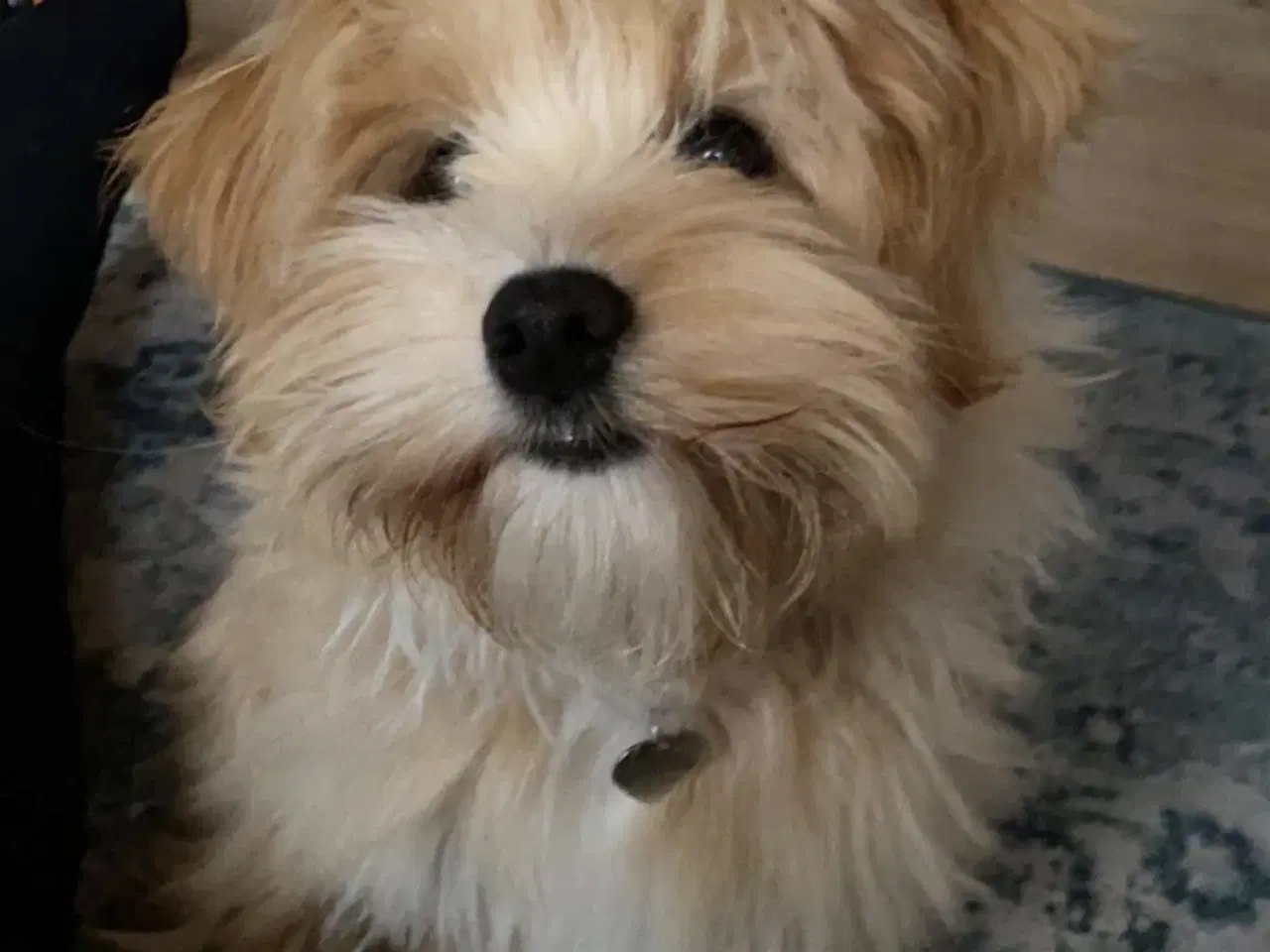 Billede 3 - Bichon havanais hvalpe 
