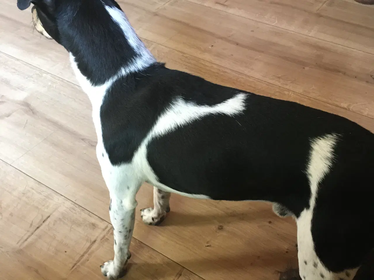 Billede 16 - Dansk svensk gårdhund hvalpe