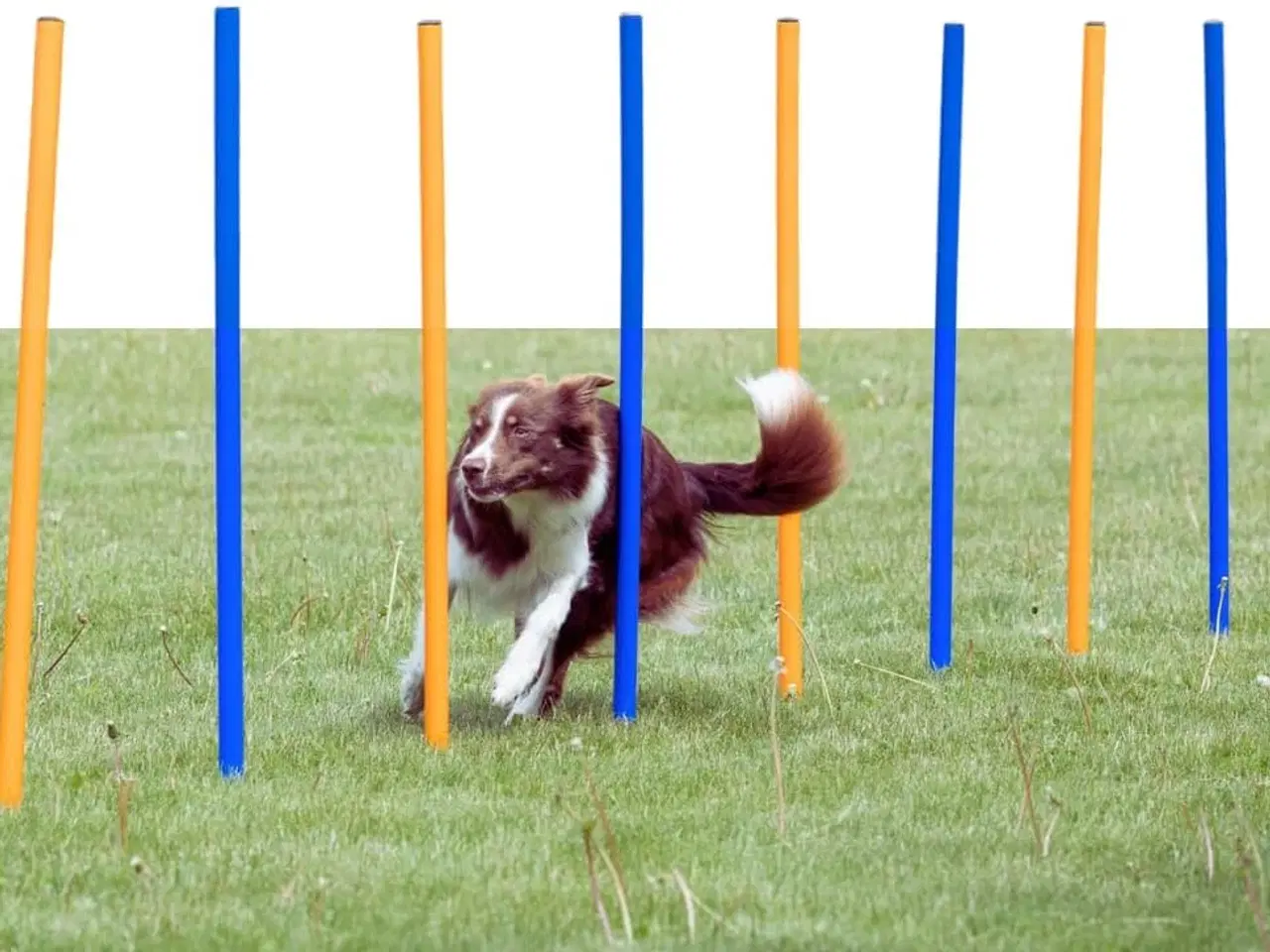 Billede 1 - Slalombane til hund. 