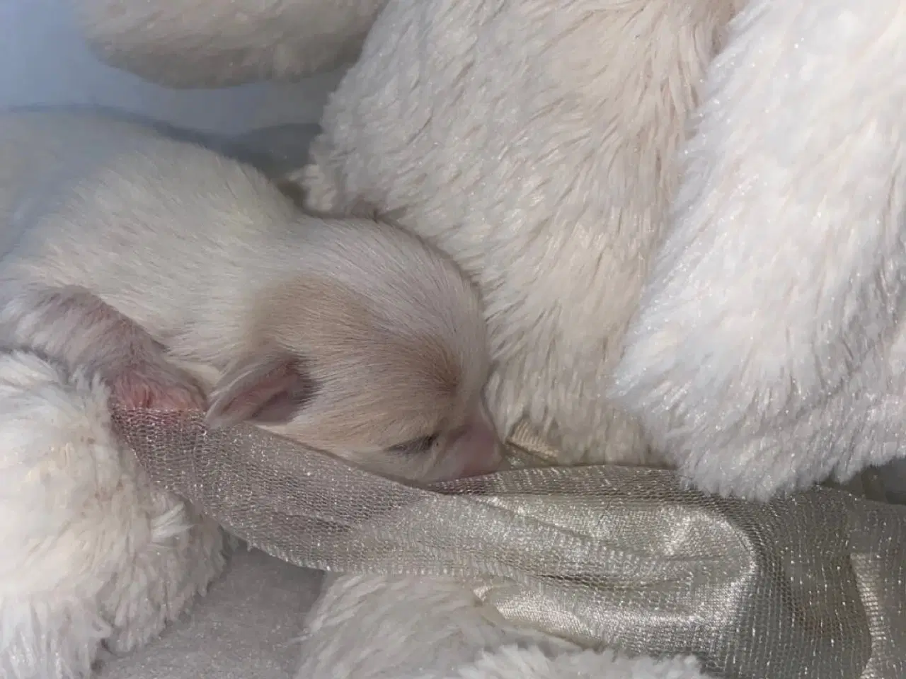 Billede 3 - Coton de tulear - Bomulds bamser