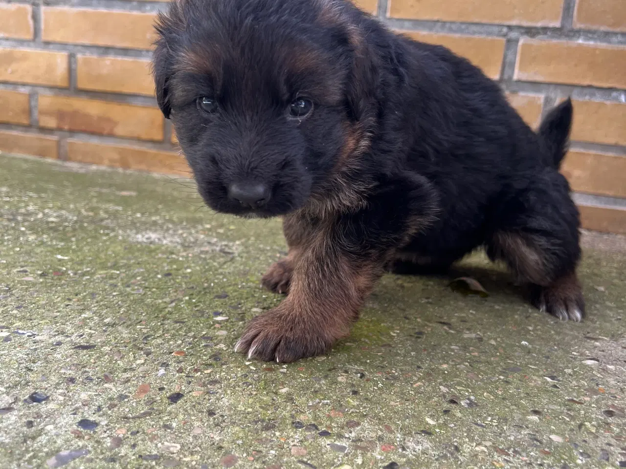 Billede 6 - 5 uger gamle ægte langhåret schæferhvalpe sælges, 