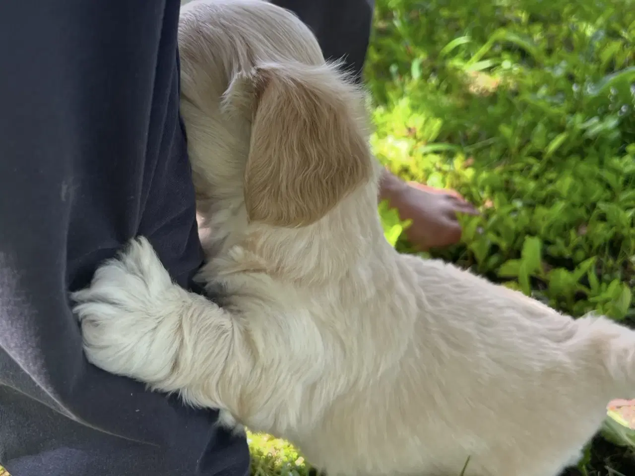 Billede 4 - Coton - Shih tzu hundehvalpe 