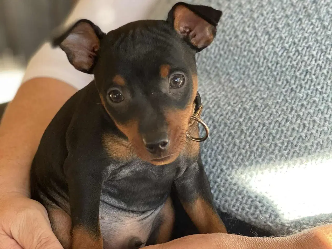 Billede 3 - Dværgpincher 