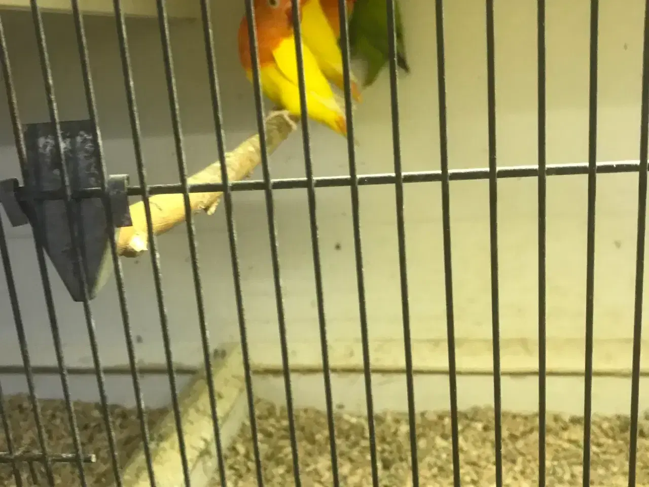 Billede 2 - rødhovedet dværgpapegøjer