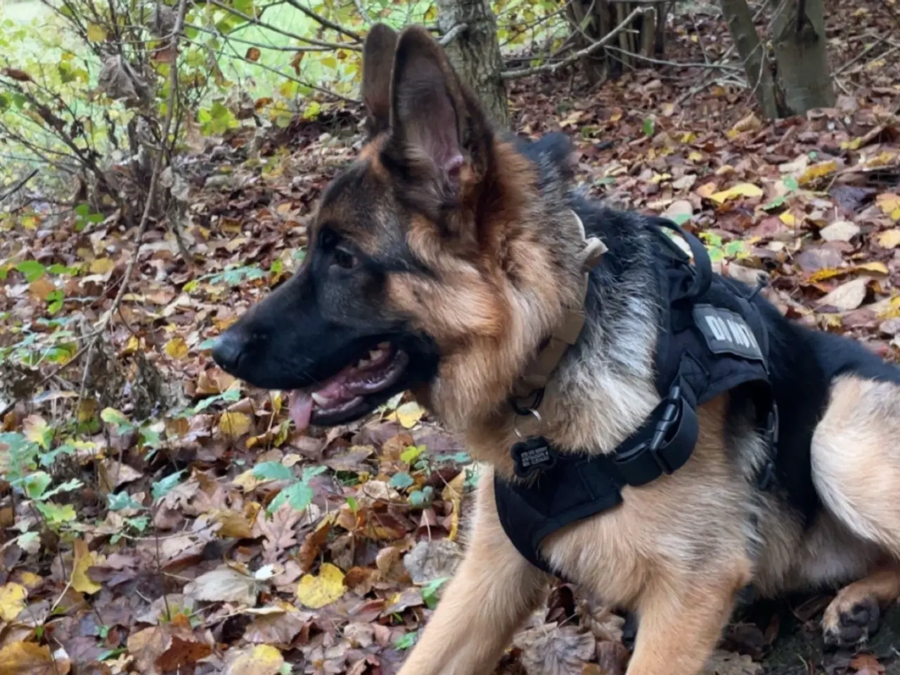 Billede 1 - Schæferhund