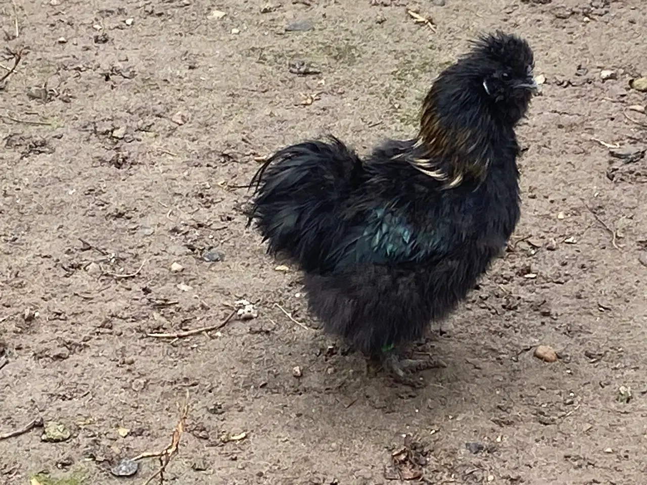 Billede 3 - Dværg silkehane fra 2025