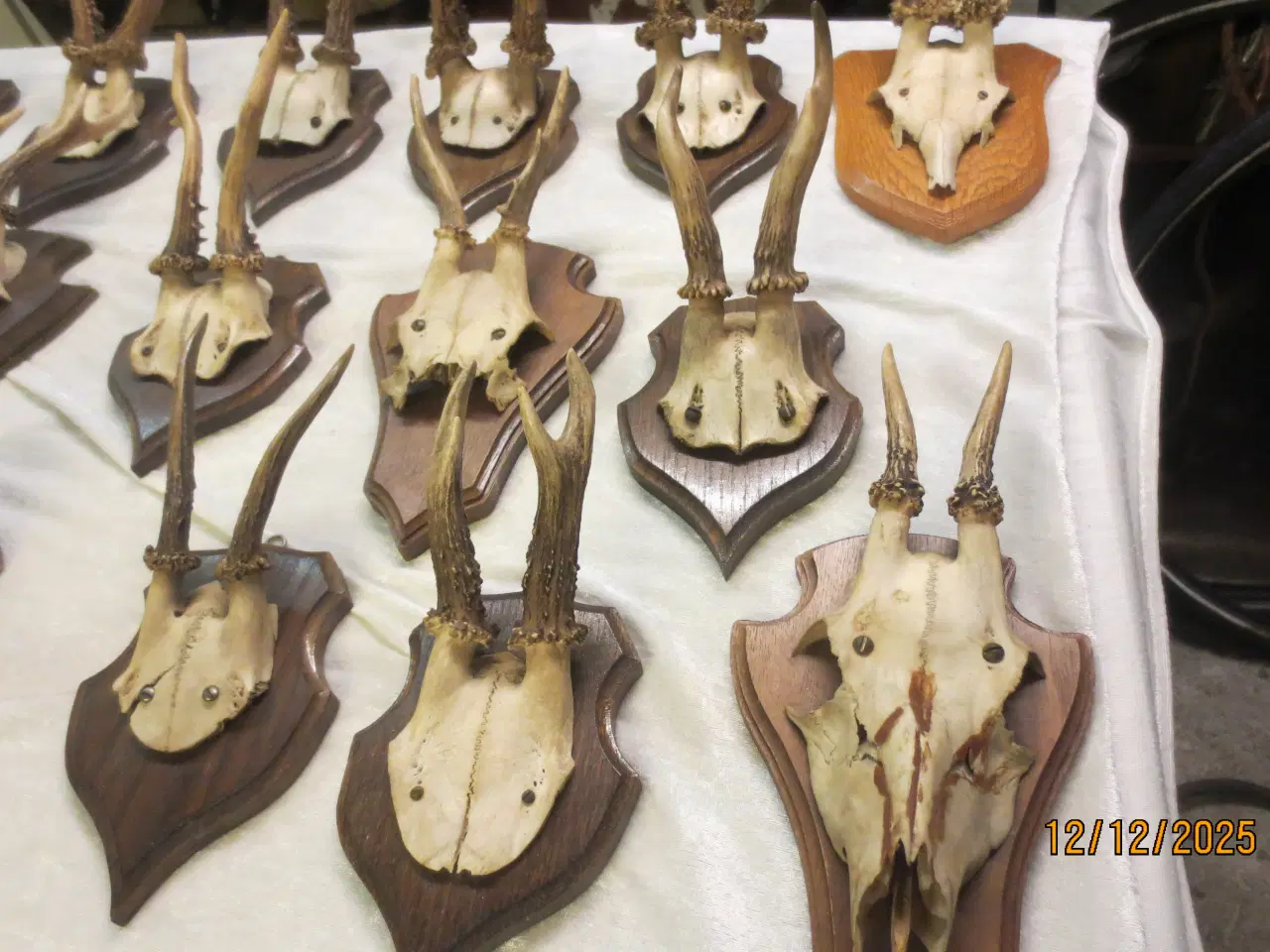 Billede 3 - 20 stk Gevir på Opsats