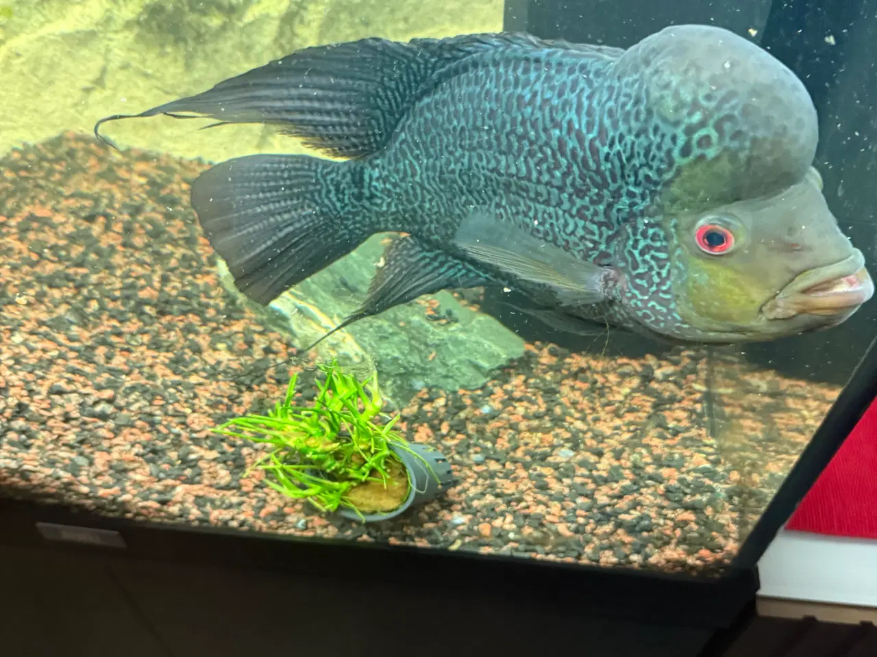 Billede 2 - Flowerhorn