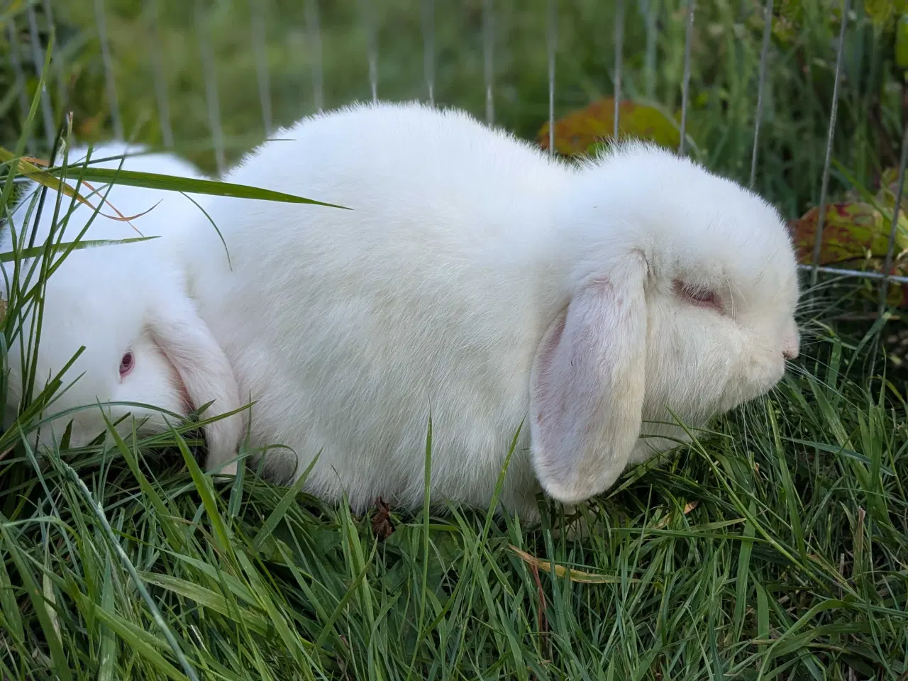 Billede 2 - Kærligt hjem søges til Candy🐰❤️