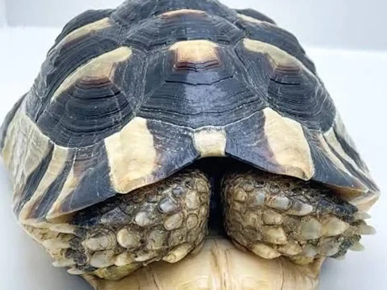 Billede 1 - søger bredrandet landskildpadde