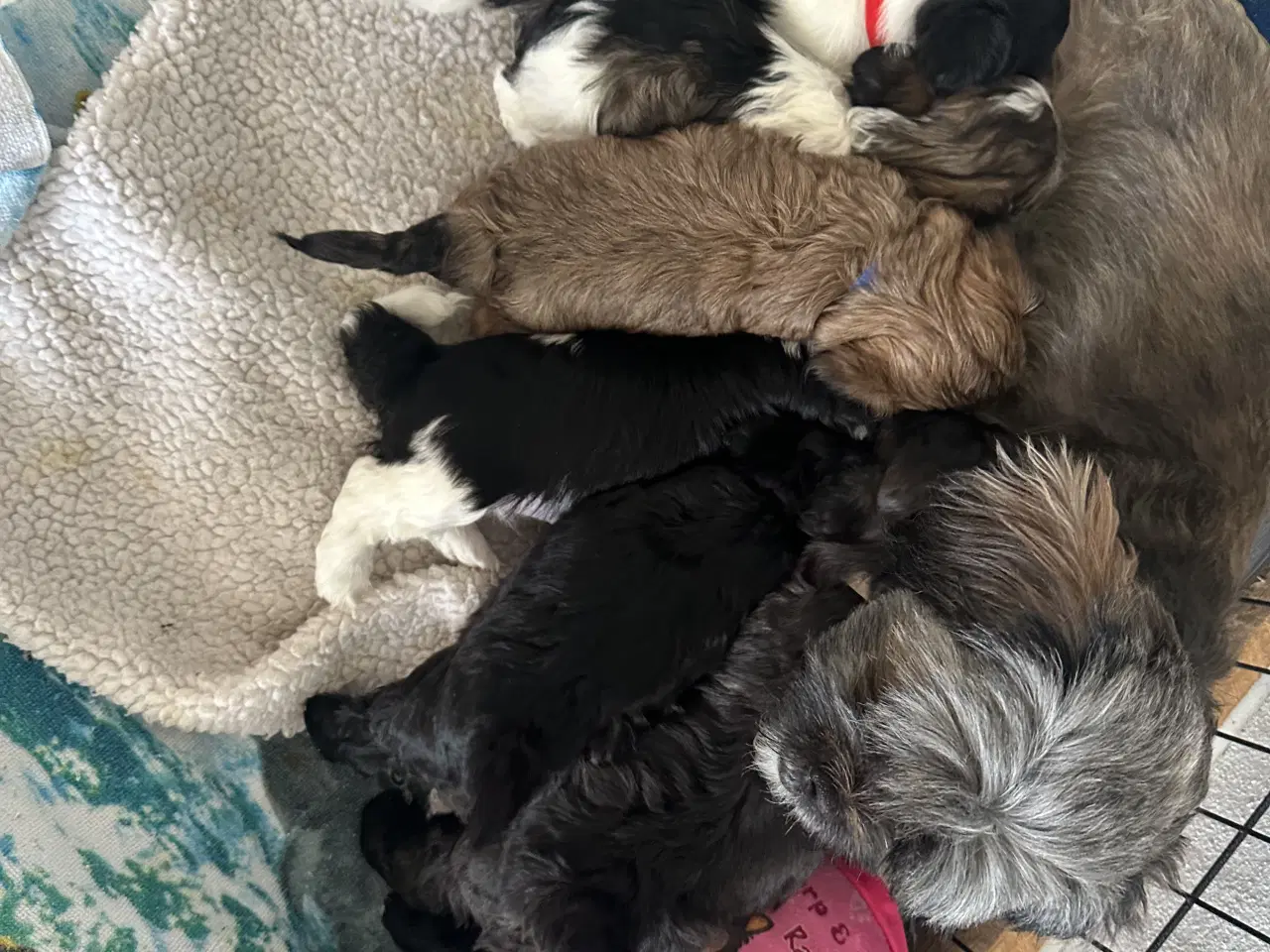 Billede 1 - Blødeste små hvalpe 