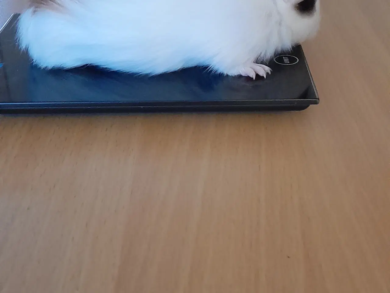 Billede 2 - Marsvin hun 