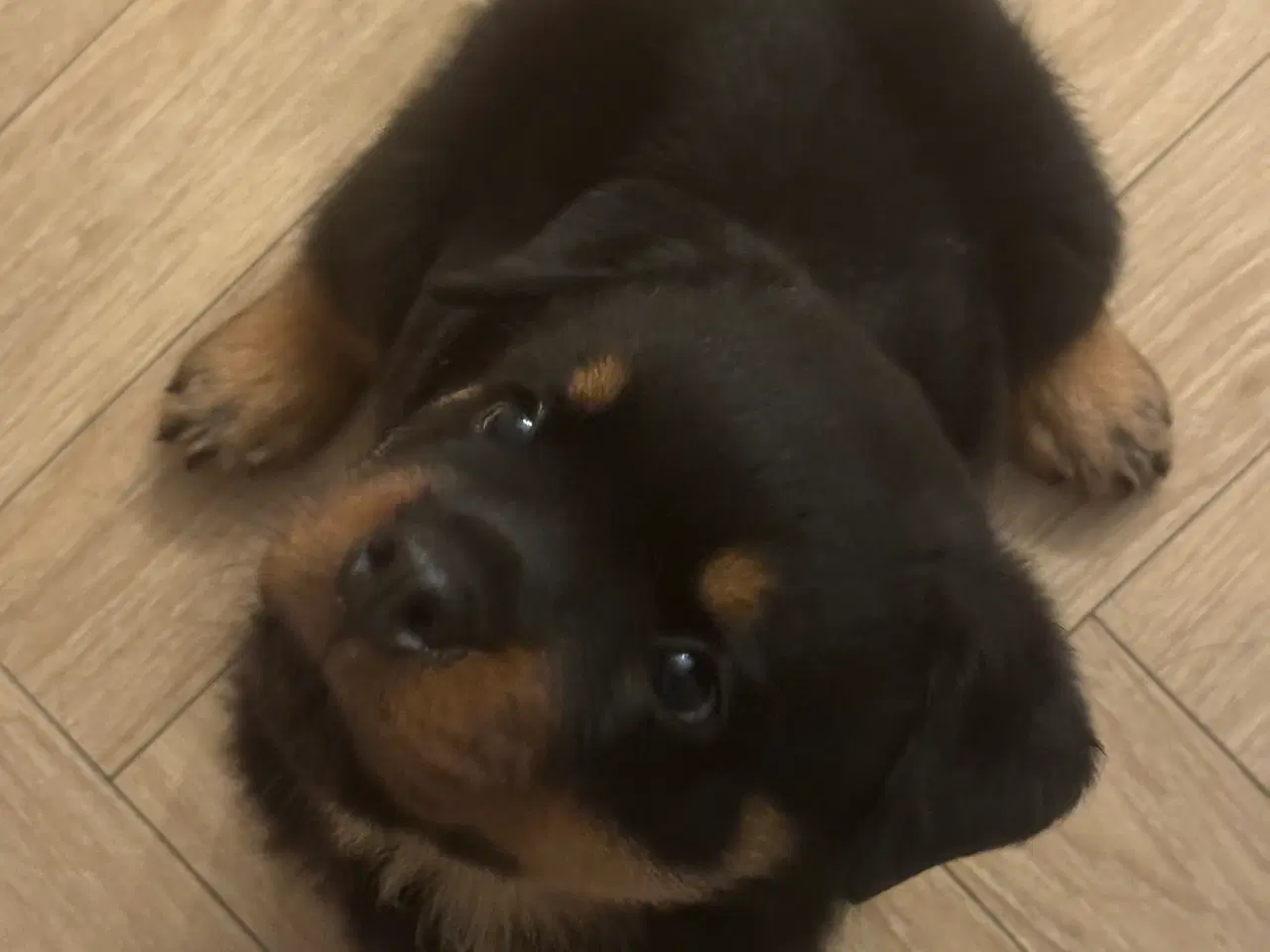 Billede 1 - Rottweiler Hvalp Han