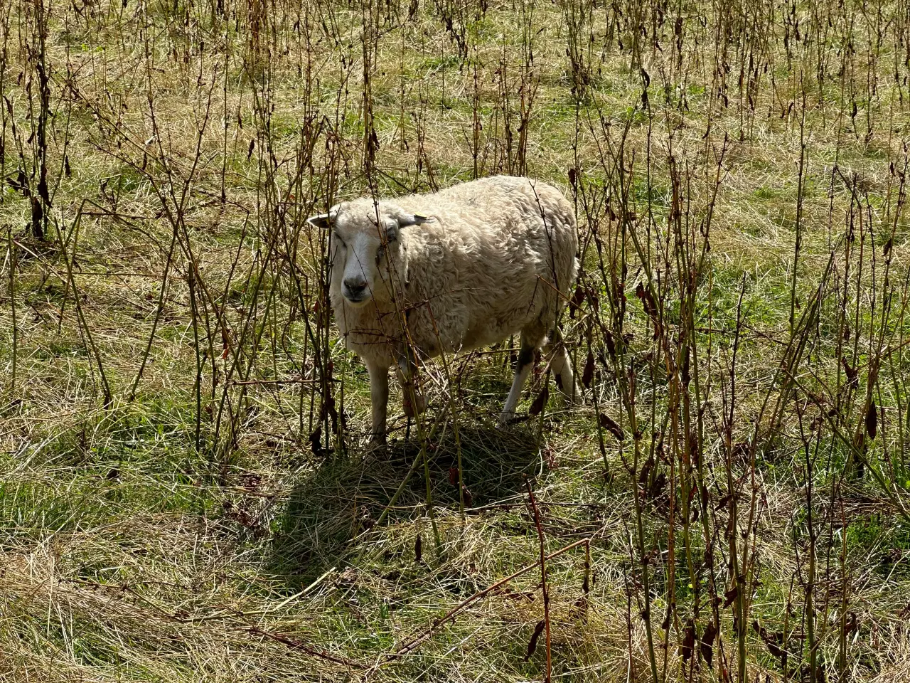 Billede 5 - Spælsau får og gimmer