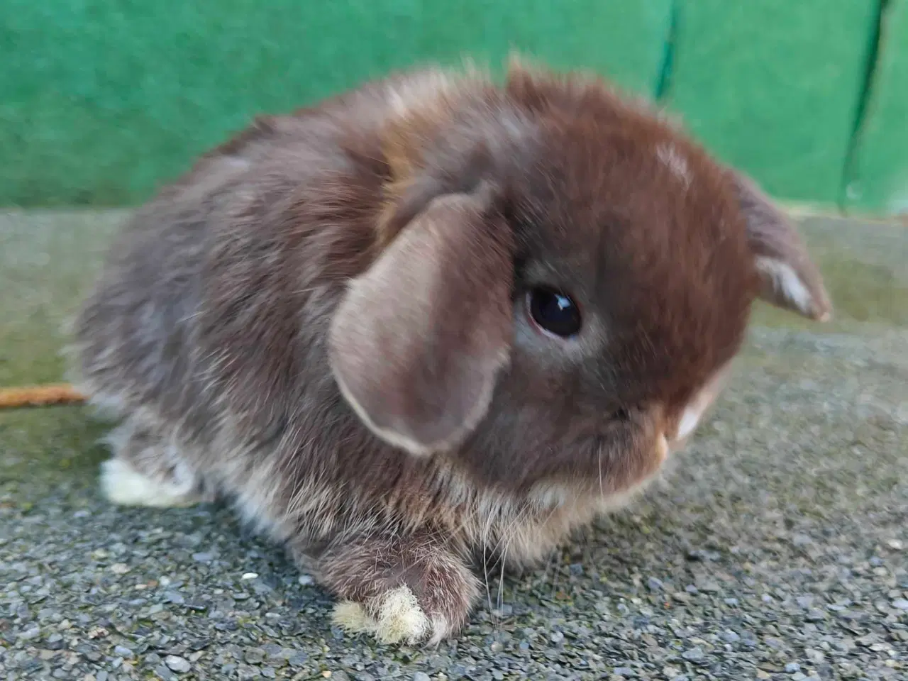 Billede 9 - Minilop hanunge