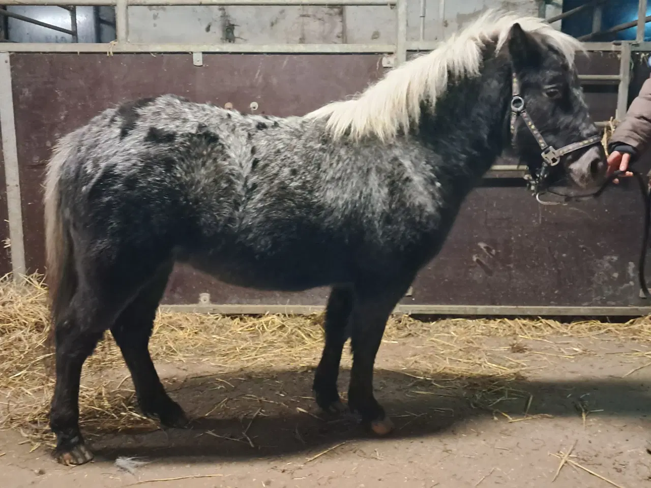 Billede 2 - Skønne shetlænder krydsninger 