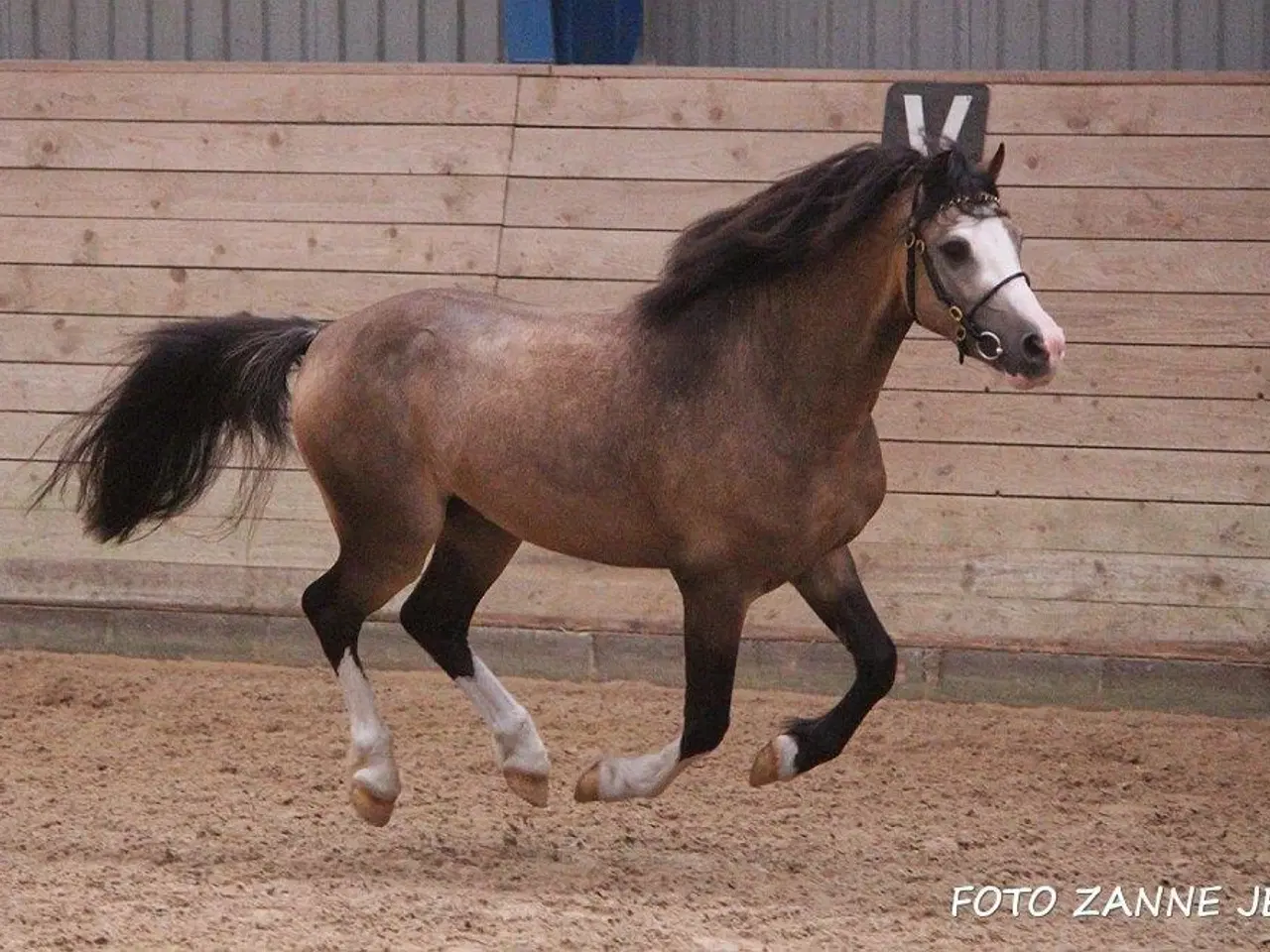 Billede 2 - Avlshingst eller pony til det hele