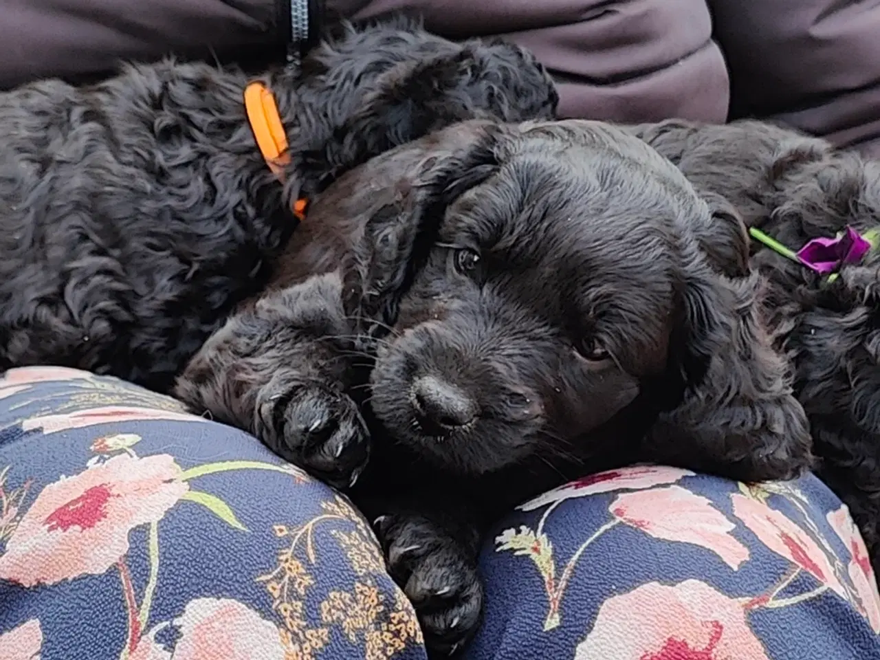 Billede 5 - Hundehvalp doodle blanding 