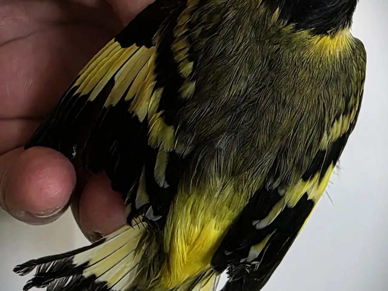 Billede 11 - Race kanarier