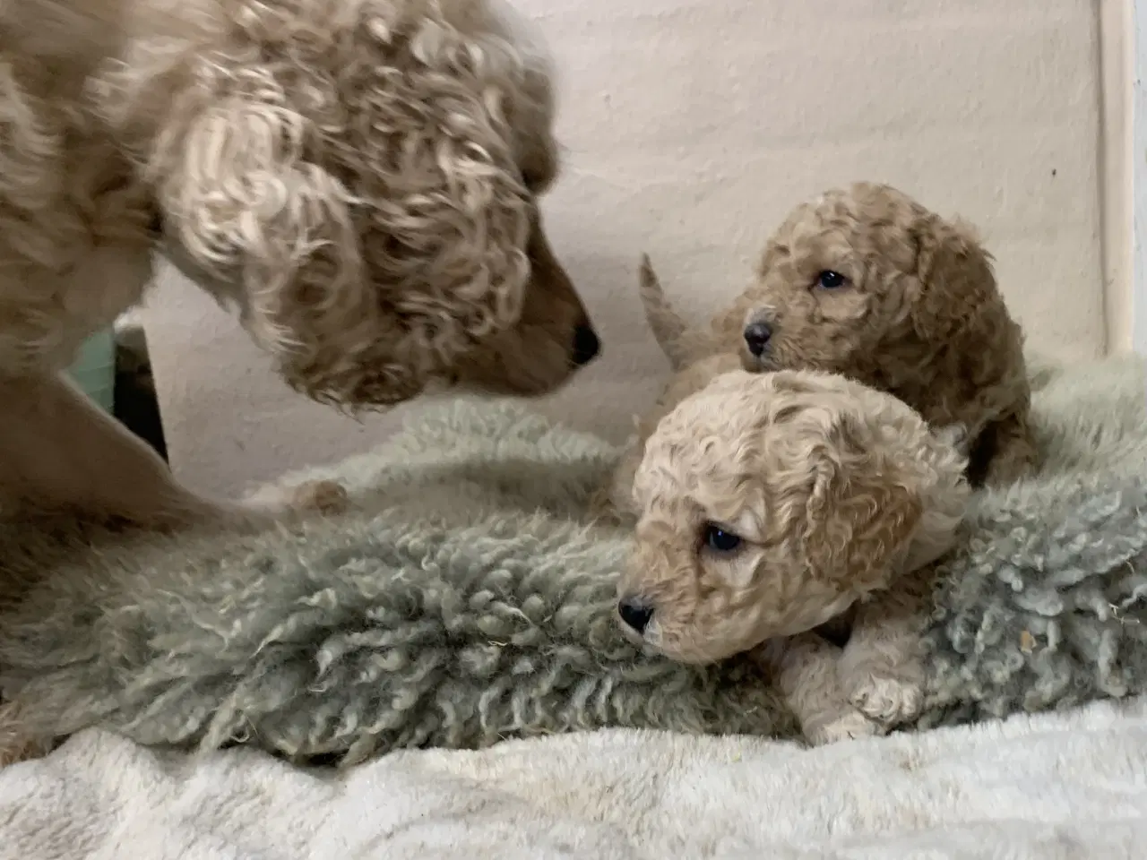 Billede 13 - Amerikanske Cockerpoo babyer 