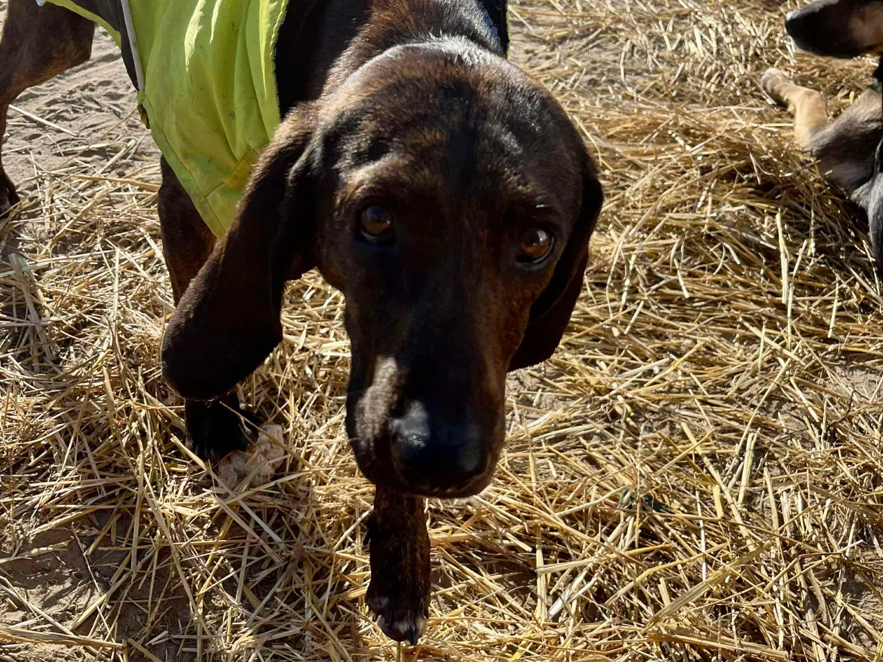 Billede 8 - Dejlige og sjove Rollo søger sin 4-ever familie🏡