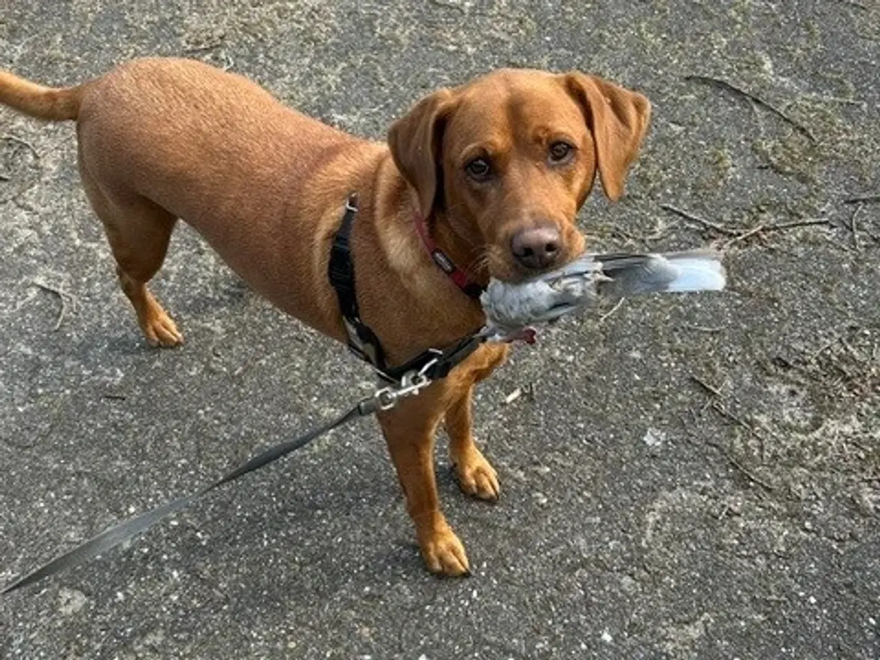 Billede 2 - Red Fox Labrador hvalpe