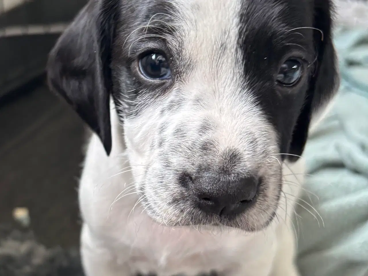 Billede 3 - Ft springer spaniel 