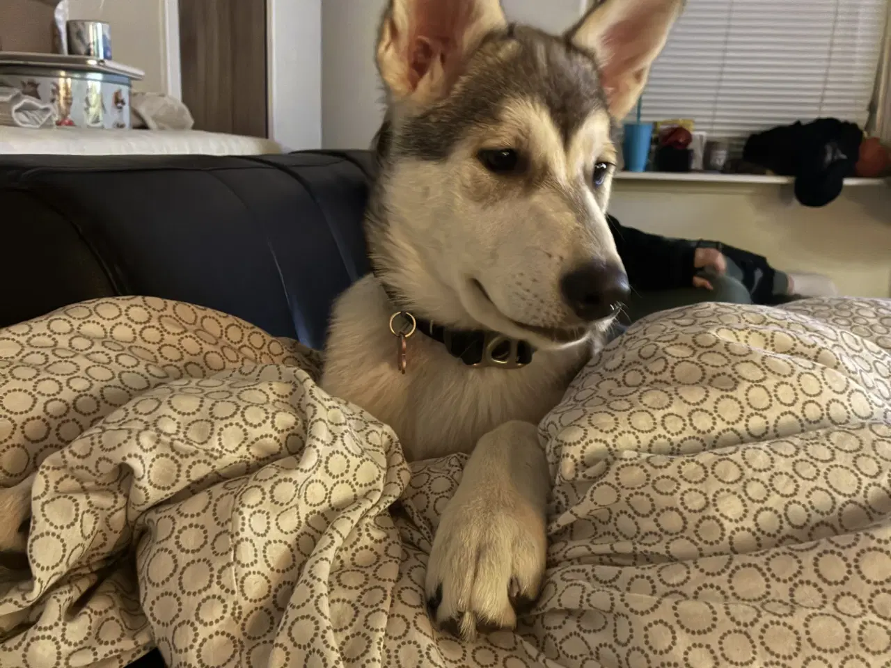 Billede 3 - Stor hvalp 