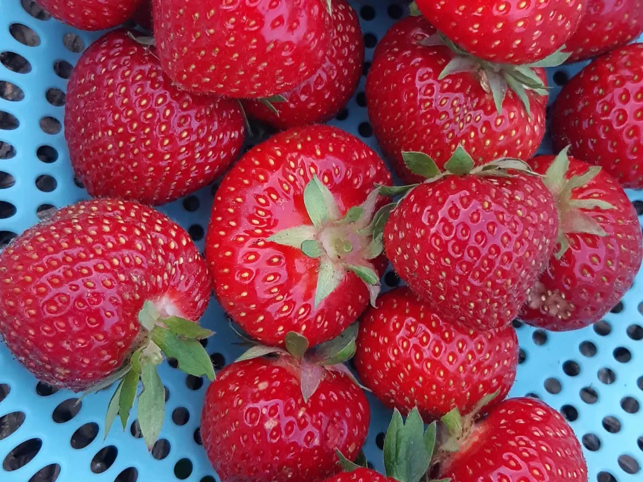 Billede 1 - Jordbærplanter 