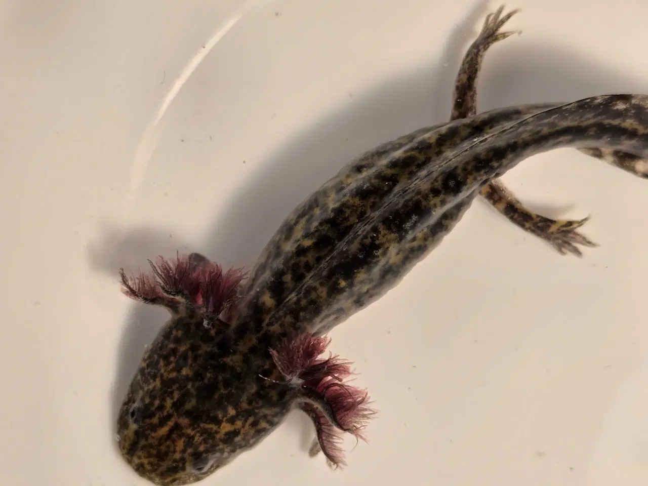 Billede 2 - Flotte axolotler søger nyt akvarie 