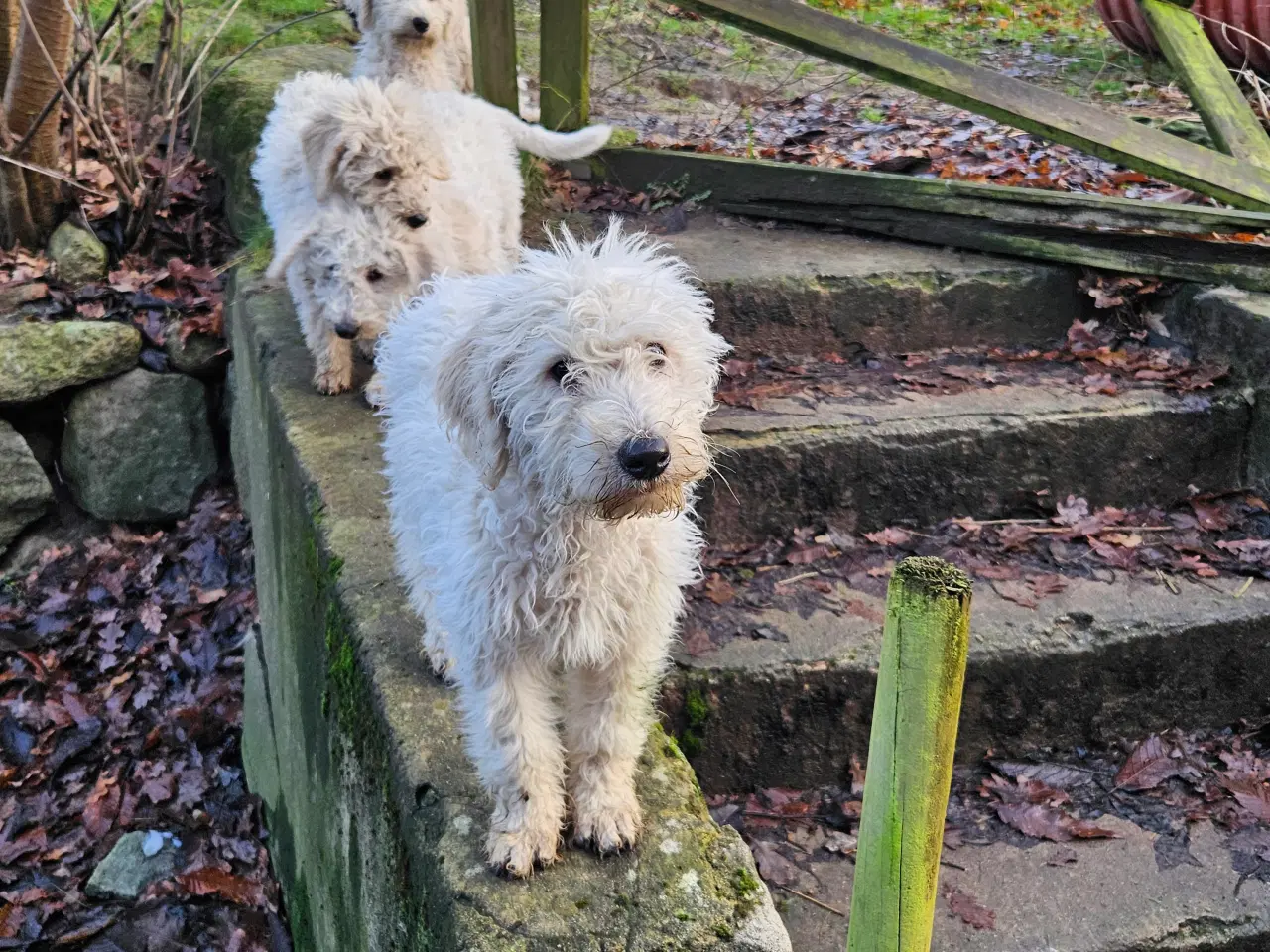 Billede 3 - Labradoodle  hvalpe 1 tæve og hanner