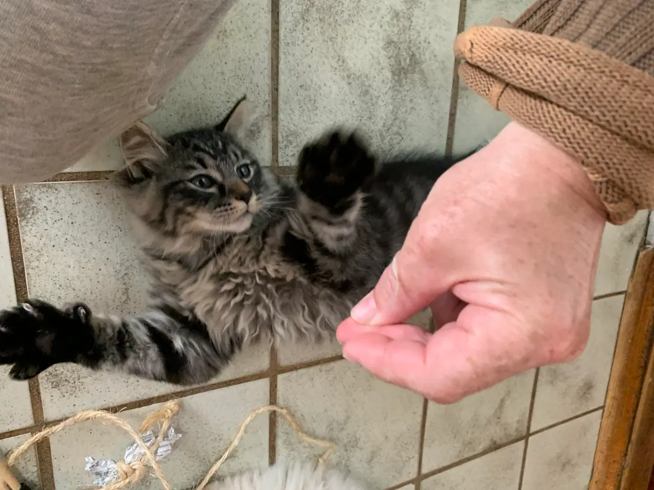 Billede 3 - Ragdoll-Skovkatte killinger,familievenner