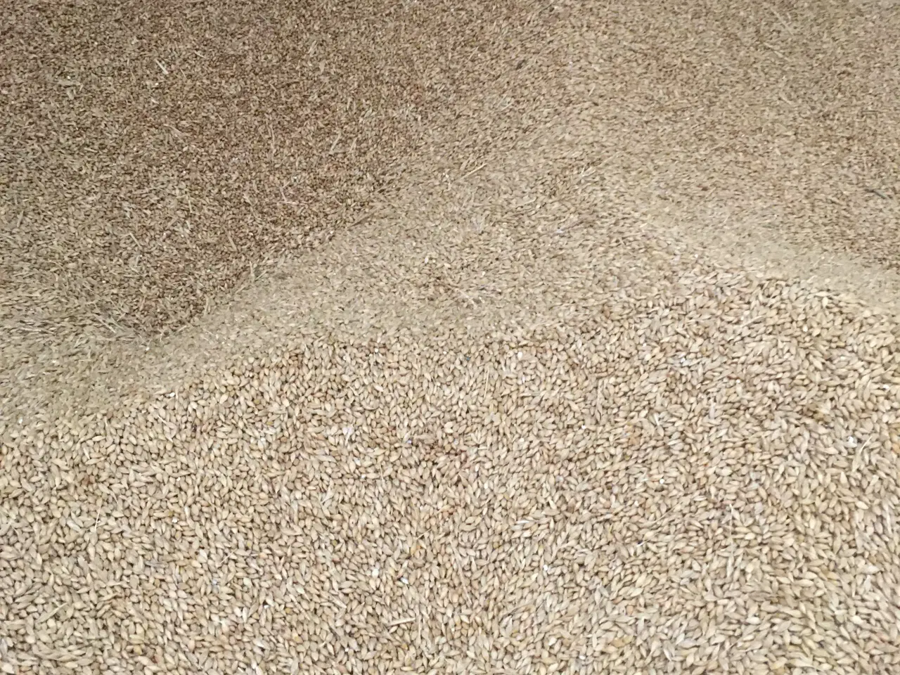 Billede 2 - Foder -  korn