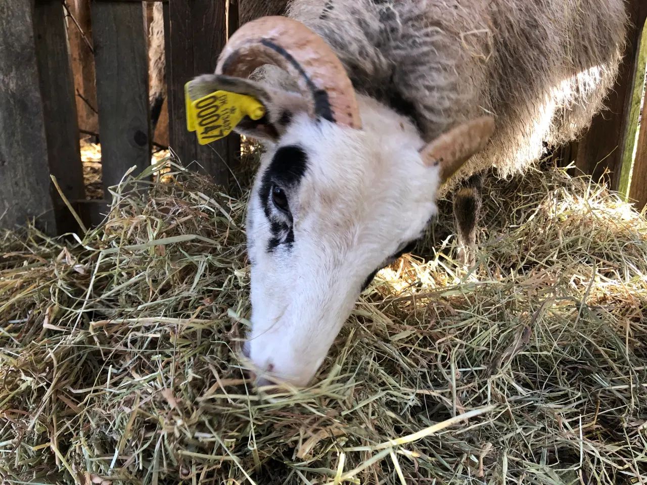 Billede 12 - Gute får