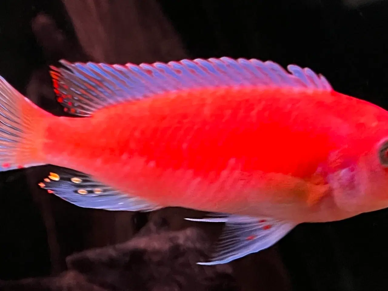 Billede 1 - Malawi super Red zebra utrolig smukke