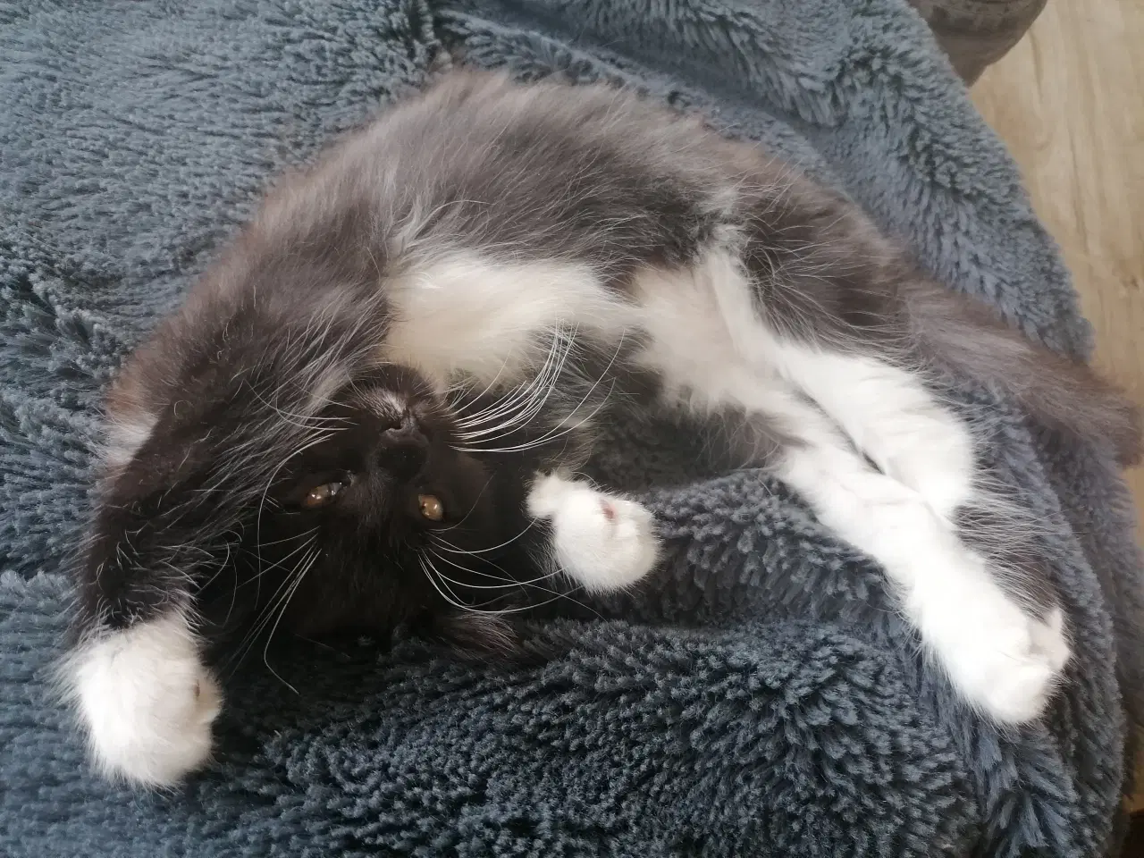 Billede 9 - Main coon blending